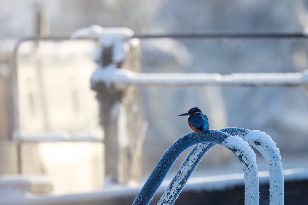 TrumpetBirder's tweet photo. Our local Kingfisher managing to survive these icy mornings on the canal lock, she’s looking very beautiful in the winter light #birds #birdphotography #birdoftheday #wildlifephotography #birdwatching #photography #birding #canon #R5 #EOS @CanonEMEApro @Natures_Voice @BirdGuides https://t.co/Gm9jDsDErI