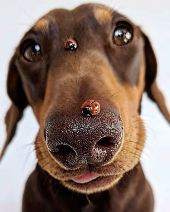 salsichinhas's tweet photo. 🐞🐞 https://t.co/9QNMbAMcbG