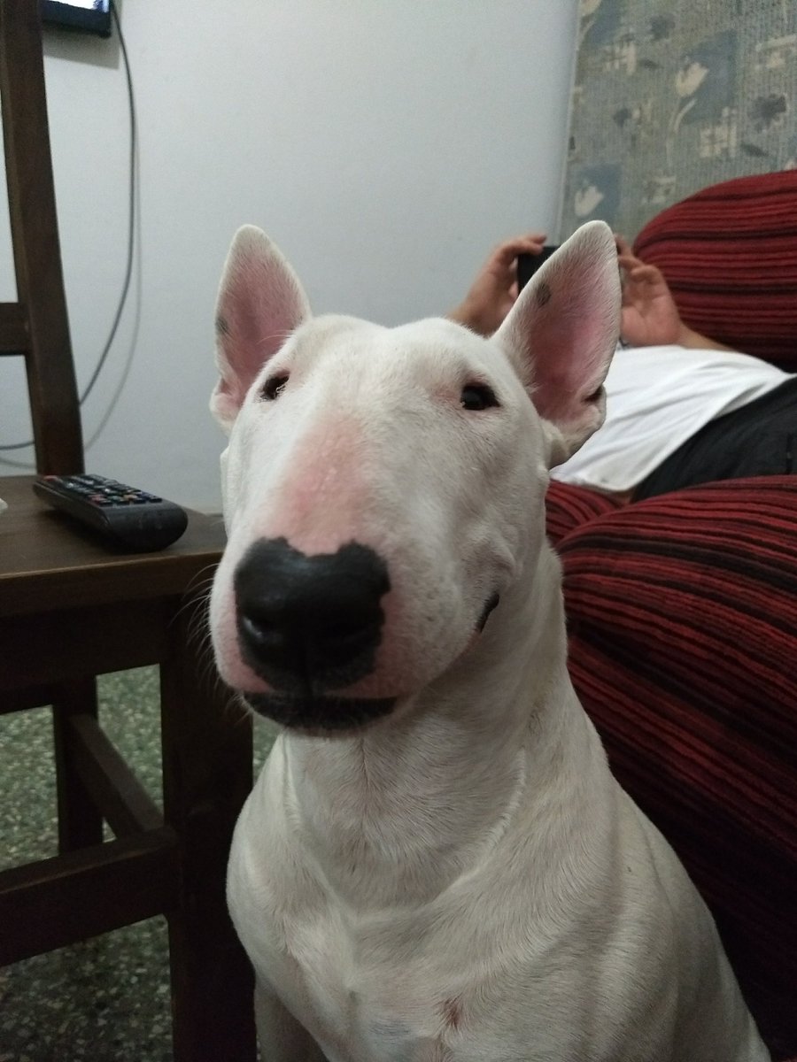 182182182p's tweet photo. Necochea por favor les pido si alguien vio algo falta Kelly desde ayer, es una bull terrier de 8 años está castrada y en tratamiento por su piel. Es muy asustadiza por favor, no me puedo imaginar como debe estar si alguien la tiene 🙏🏼🙏🏼🙏🏼 https://t.co/zt9CimPd1c