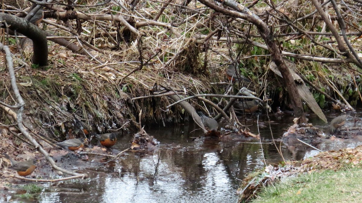 numenini's tweet photo. Time for a breather from @CBD_COP15 hurly burly? Head up to 1297 Foret Rd, #MountRoyalCemetery & witness spectacular gathering of American Robins drinking at stream. Lower left is a ♀️ & the brighter bird on right is a ♂️. #mtroyalmoment #mtroyal #mtlmoments #BirdsSeenIn2022 6/10 https://t.co/n8ToItqeJq