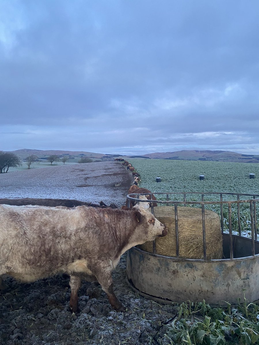 The winter ration 🥬 <a href="/WatsonSeeds/">Watson Seeds</a> #watsonsphotocomp