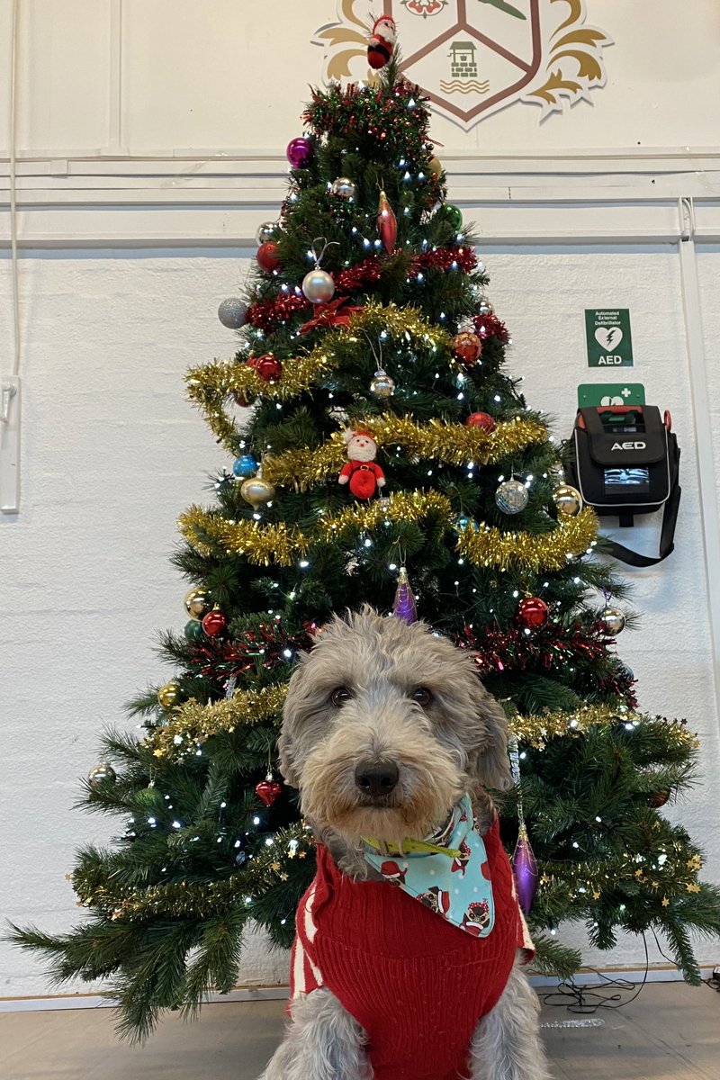 🎄🎅Dougie is all ready for party day tomorrow! We hope you are too?🎄🎅
