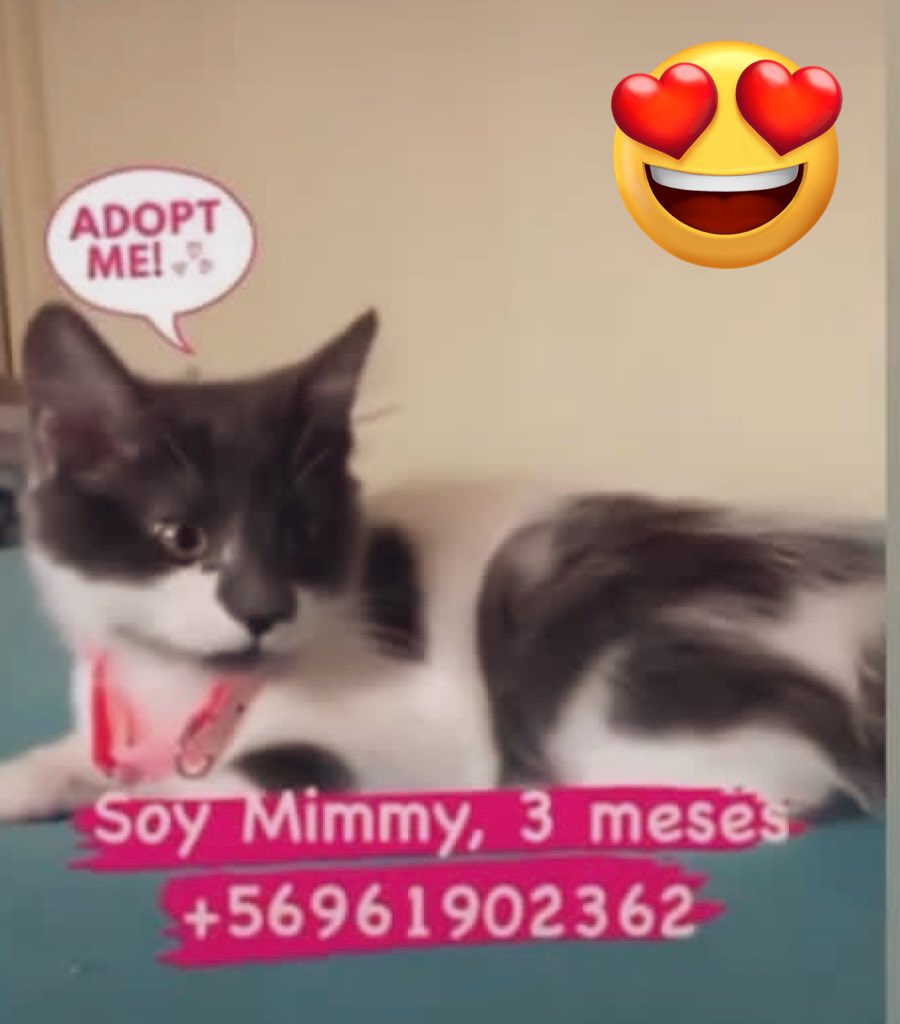 GatitosChilenos tweet media