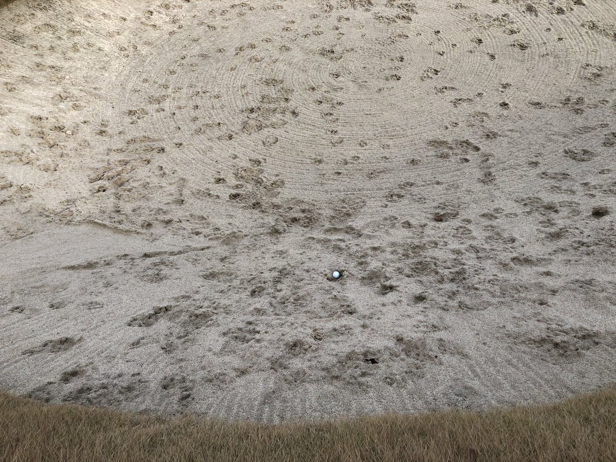terrymeiners's tweet photo. When the critters throw a holiday party in the trap, it’s all a fella can do to save par. Slid it into the side for a 5. ⛳️🥳 @ValhallaGolf #hole2 #wintergolf #kentucky #animaltracks #sandsave https://t.co/Q0LWAOtalQ