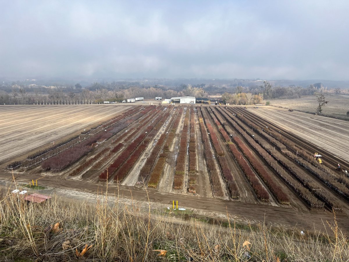 Master_Nursery's tweet photo. Jeff Lafferty and John Coulter spent the morning visiting Chris and Phil at MNGC Vendor Dave Wilson Nursery in Hickman, California.  This nursery is a huge supplier of bare root trees for MNGC Members.  @DaveWilsonNSY https://t.co/uRj73POui5 #BareRootTrees https://t.co/GoIoPsQ5DW