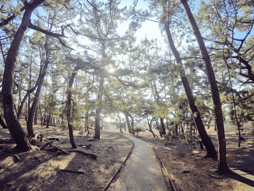 三保松原にある羽衣の松 日本三大松原の一つ 天女と漁師の出逢いを綴った伝説が残る地🏖️ これだけ松の木が並んでいると壮観ですね。歩行者も沢山いたので、ここでは歩いてゆっくりと景色を堪能しました😉