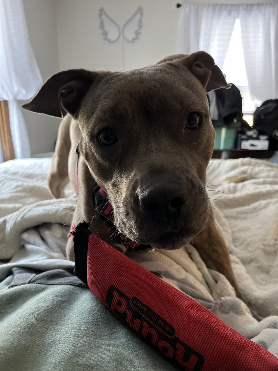 L_strom89's tweet photo. @torism32 @ashkeyj1834 Thank youuu!!! I’m spending it with this cutie before work. 🥰 https://t.co/gRmi378cV5