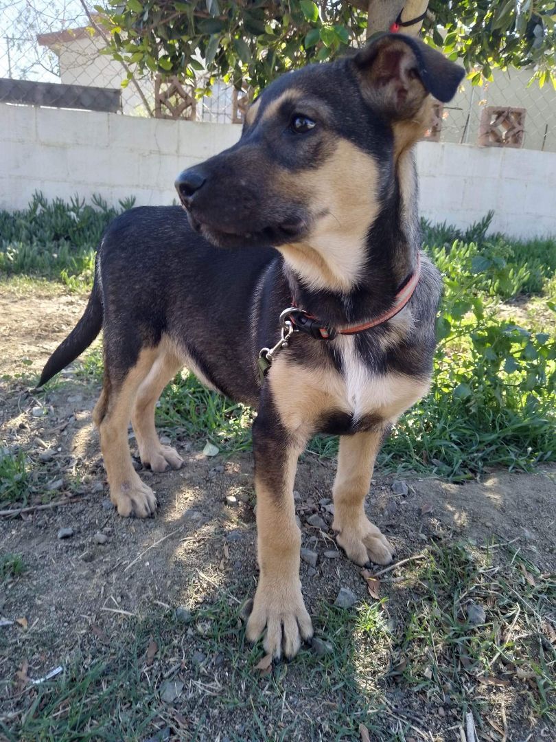 𝓁.♡ on Twitter "RT LADogsForYou I'm Buddy, a baby male Terrier mix