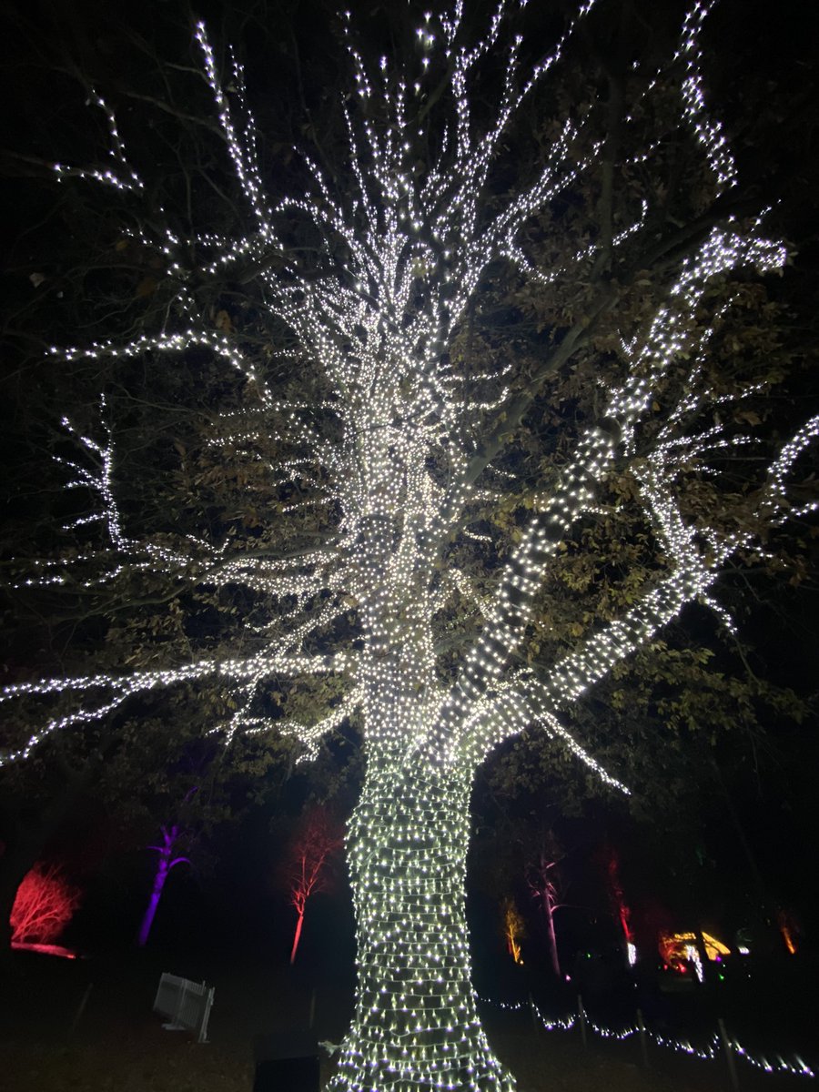 The Christmas lights at Kew Gardens are pretty great. #ChristmasatKew.