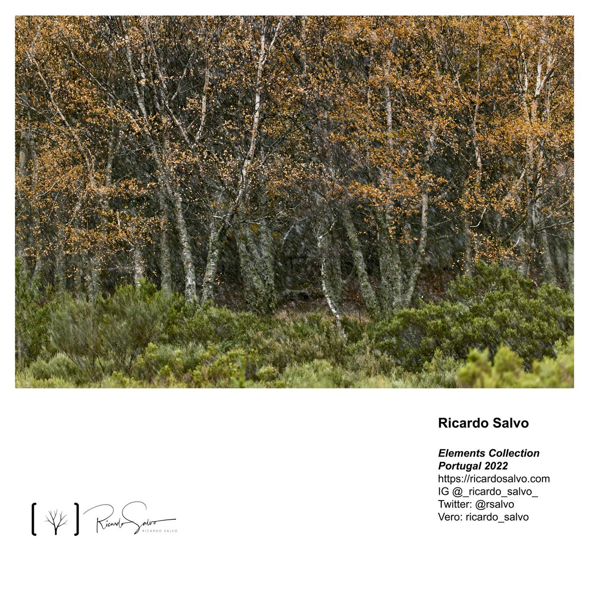 Ricardo Salvo tweet media