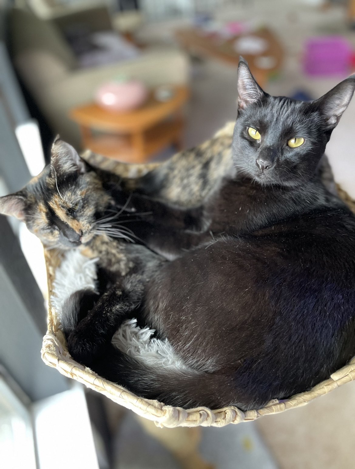 Nina (Top 1.5% OF) on Twitter: "@xBobbiesworld Jellybean and Donut