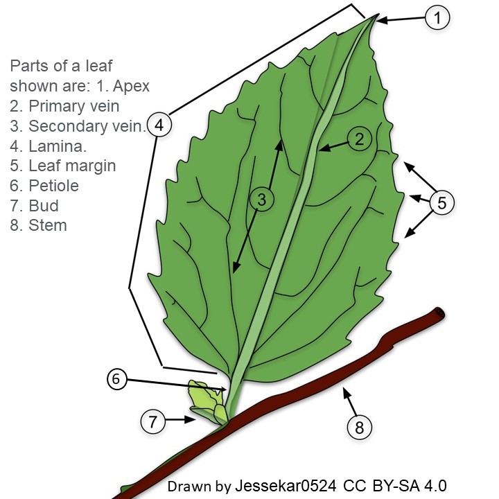 Botanical University Challenge (@bucbotany) on Twitter photo Another useful diagram of the parts of a #leaf. Another useful diagram of the parts of a #leaf.