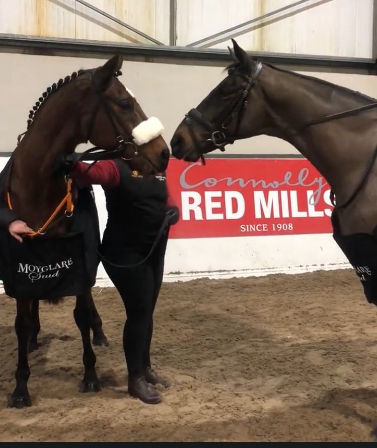 When Sizing John meets Tiger Roll 🦁 @MoyglareStud Parade of Champions @TreoEileRIR ❤️