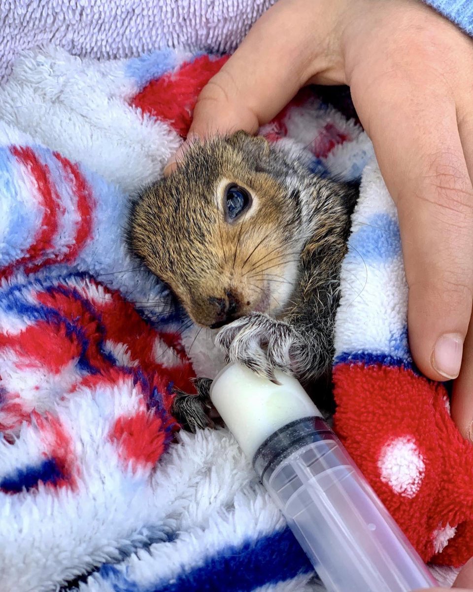 TerringtonHall's tweet photo. We’re very proud of Year 6 pupil Hugo whose photo of an orphan squirrel was lauded at the @RSPCA_official Young Photographer of the Year Awards today, hosted by @ChrisGPackham at the Tower of London. #expandinghorizons #youngphotographer #prepschoolyork https://t.co/N7IkLiN77W