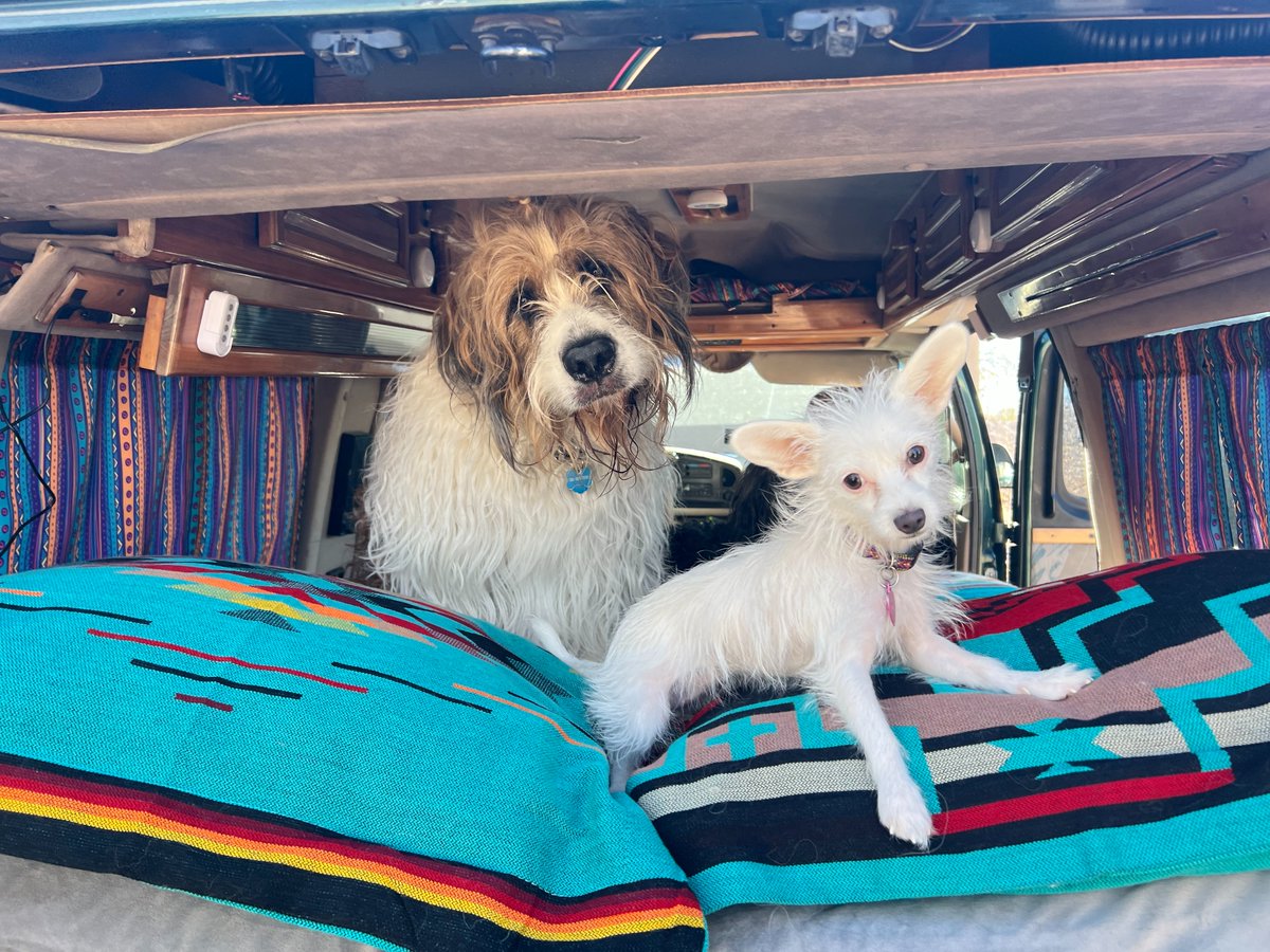 kiftlife's tweet photo. Should we start a #DogsOfKift calendar? 🐶

Like / RT if you want us to host a space talking about #vanlife w/ pets 💕

And drop your furry friends in the comments to add to the #puppylove 😍

#mansbestfriend #dogsoftwitter #catsarecooltoo #vanlifestories #nomadjournies #kiftlife https://t.co/L9OWjXTzdF