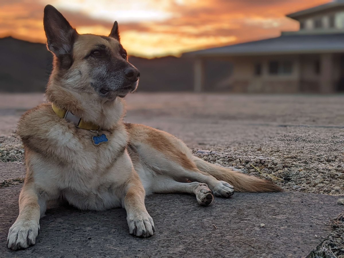 kiftlife's tweet photo. Should we start a #DogsOfKift calendar? 🐶

Like / RT if you want us to host a space talking about #vanlife w/ pets 💕

And drop your furry friends in the comments to add to the #puppylove 😍

#mansbestfriend #dogsoftwitter #catsarecooltoo #vanlifestories #nomadjournies #kiftlife https://t.co/L9OWjXTzdF
