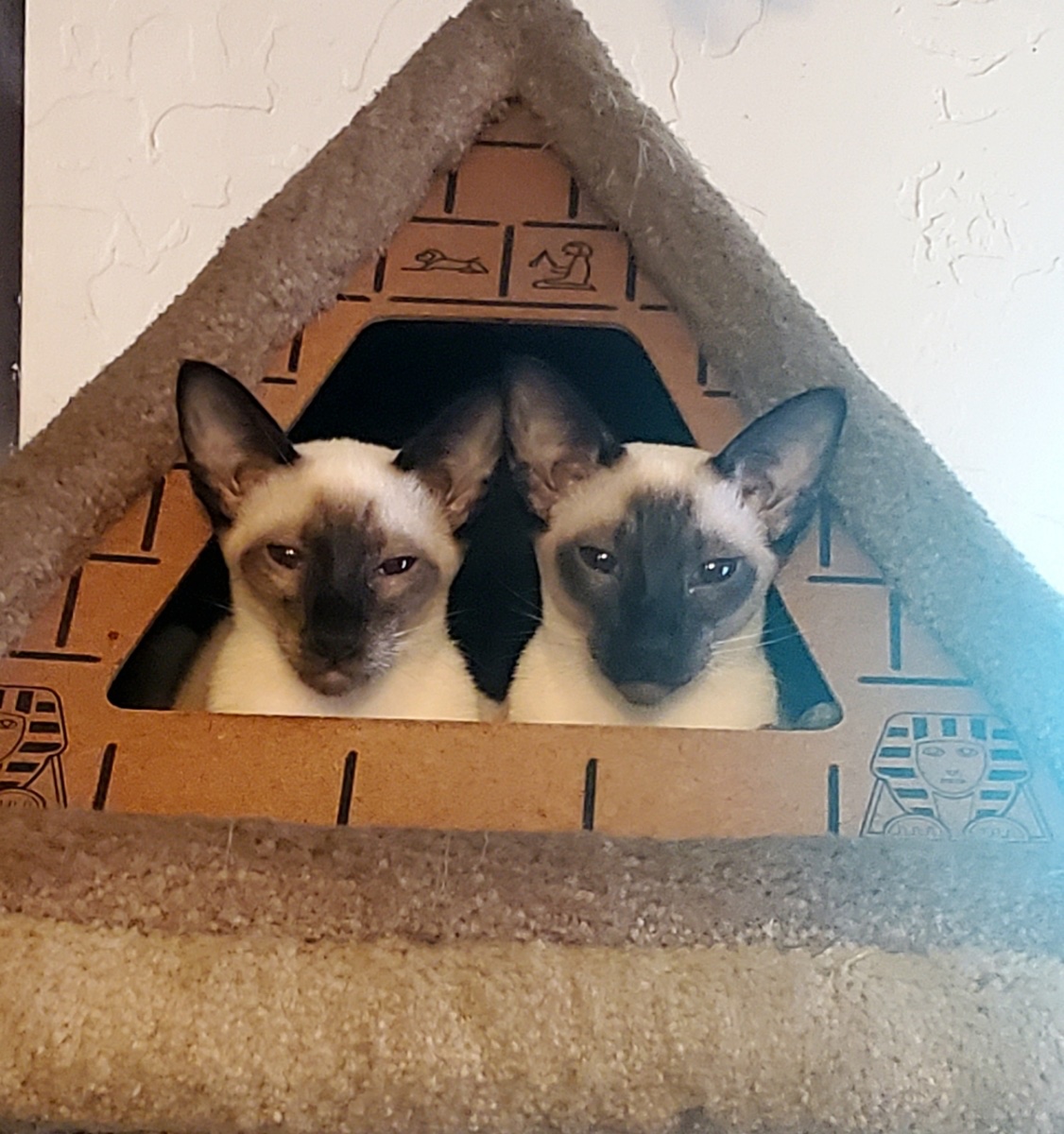 I got two seal point siamese kittens brother and sister. Josie and Ming my new knapping buddies .