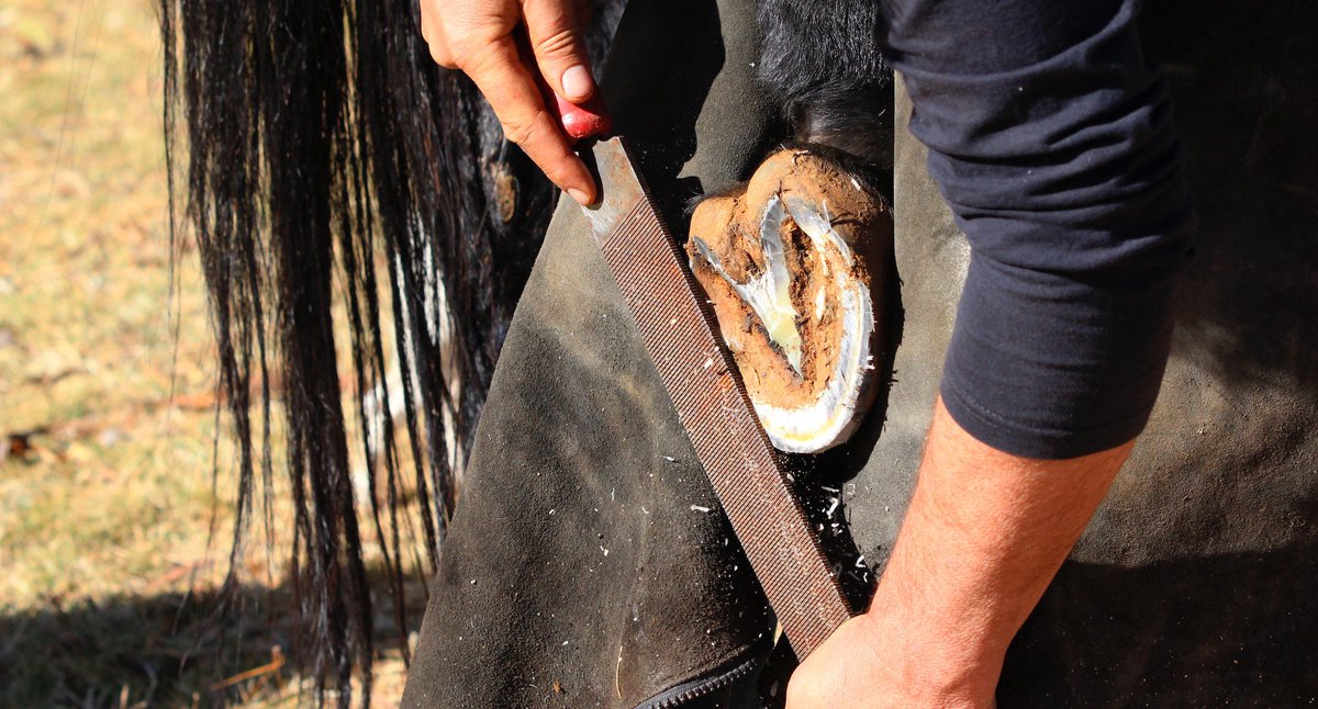 Setting the record straight- one hoof at a time! cowgirlmagazine.com/winter-hoof-ca…