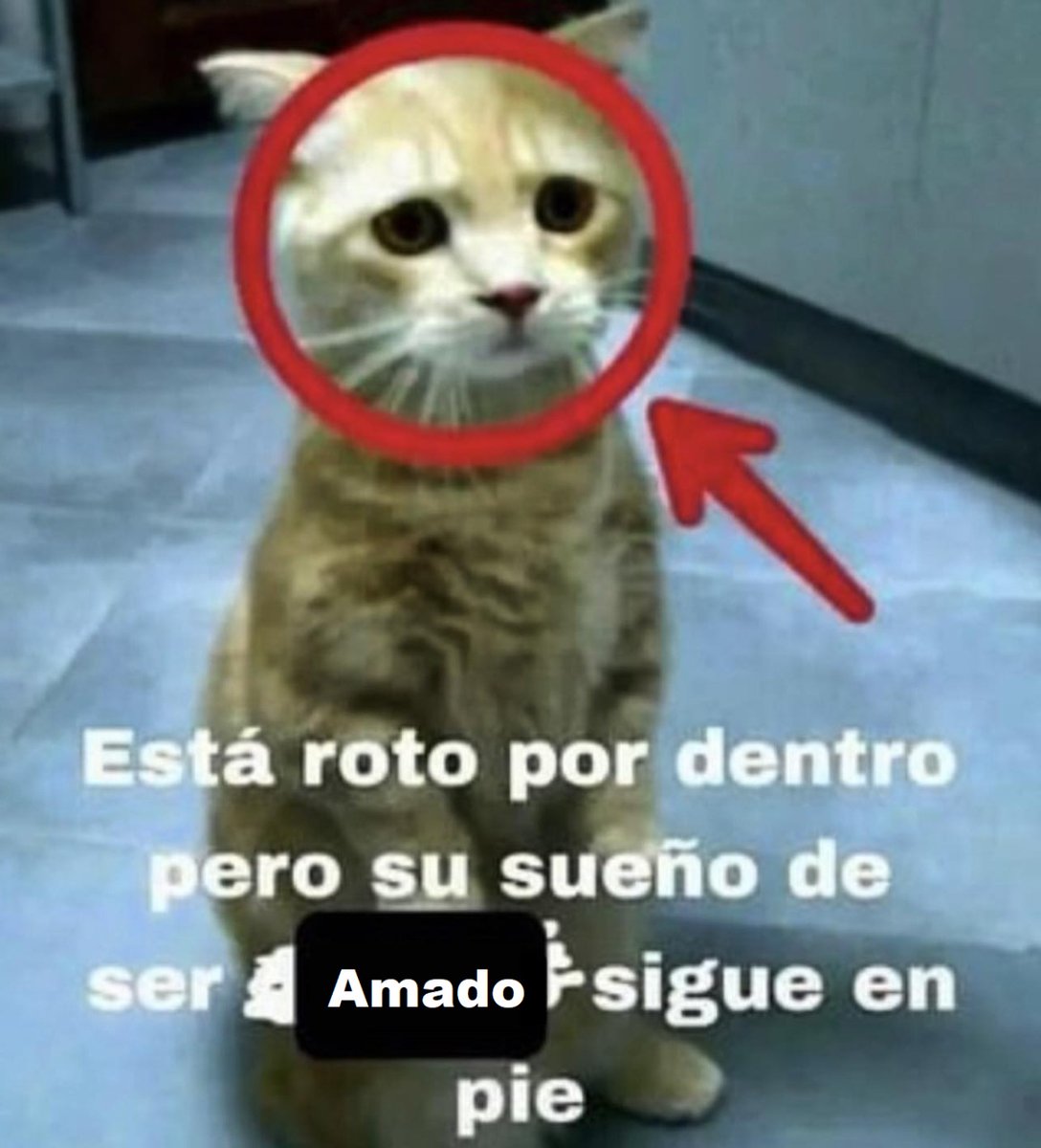 Raccion de Memes — Steemit, image size:1088x1200