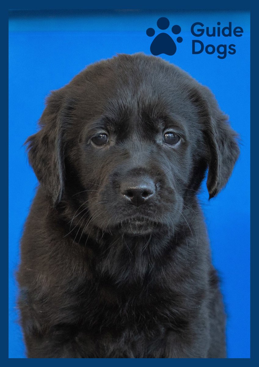 Ravsy_'s tweet photo. Earlier this year I did a stream for @guidedogs and chat I'd like to introduce you to our new lil friend

Here is Bigoda, named by us - they are going to grow up and undergo some guide dog training! https://t.co/5BgIlp3Z5r