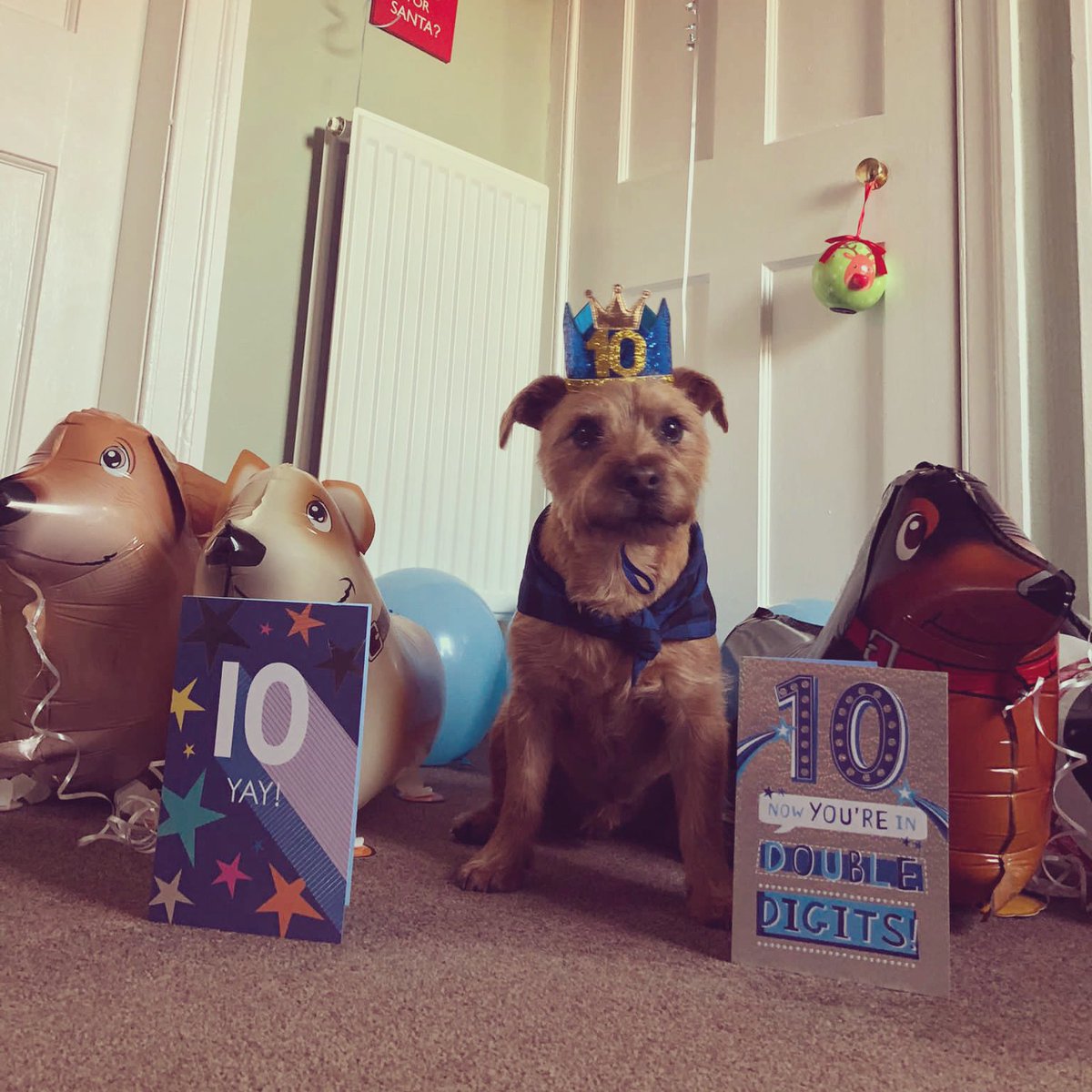 Happy 10th Birthday to our mascot Murray! 🎈