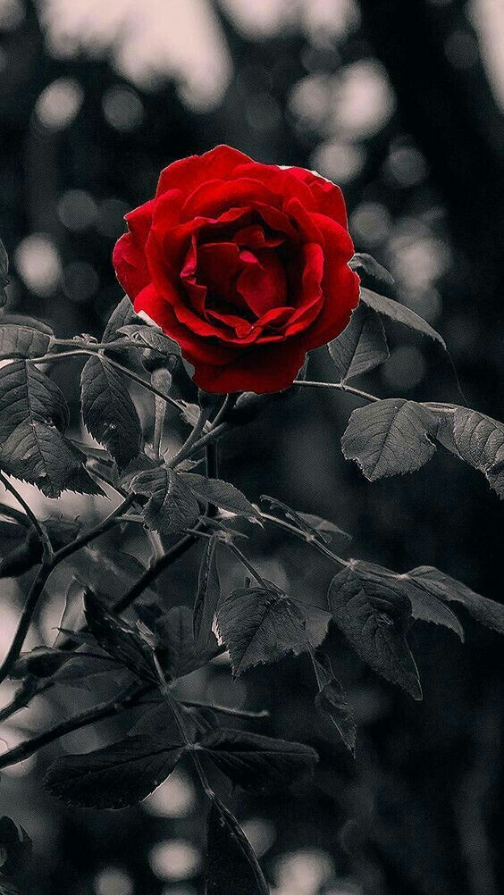 Rasûlullah ﷺ şöyle buyurdu: 

“Bir mü’min, güzel ahlâkı sayesinde, gündüz oruç tutup
gece namaz kılan kimselerin derecesine ulaşır.” (Ebû Dâvûd, Edeb 7)
HADİS
#PeygamberimizinSözü