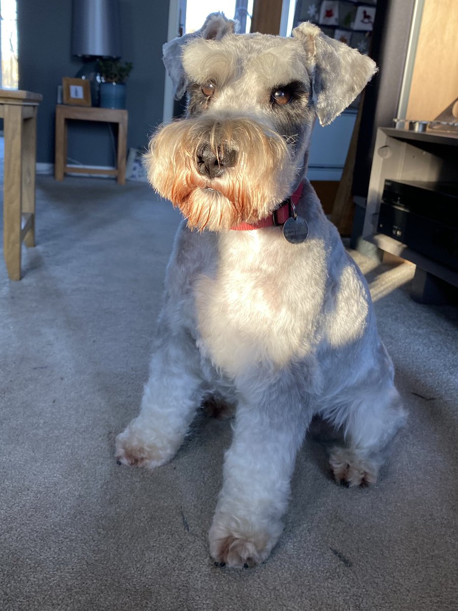SchnauzerArthur's tweet photo. Freshly Groomerated pals!! https://t.co/aaopuQ8unx