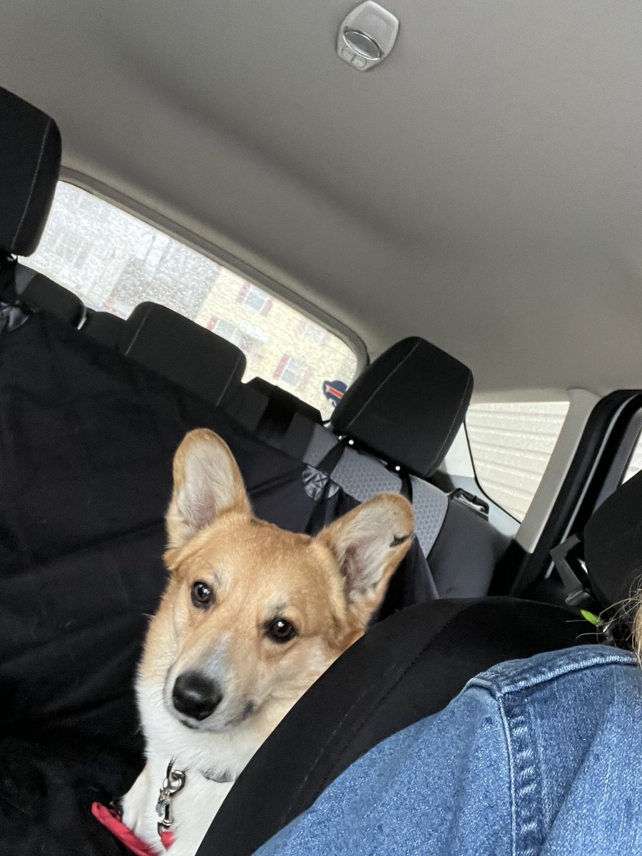 Allentown1711's tweet photo. #TurboB is on his way home to the farm!! ❤️ https://t.co/r8cWccVluZ