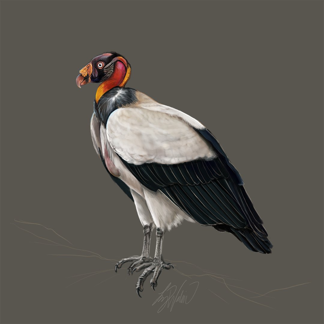 Today’s #BirdArtWeek2022 prompt comes from current Bartels Illustrator <a href="/lizart217/">Liz Wahid</a>: Today is #BirdsOfPreyDay! Lets see some hooked beaks and powerful talons! I especially admire the cleanup crew (vultures) because of their immense ecological contribution. What raptors inspire you?