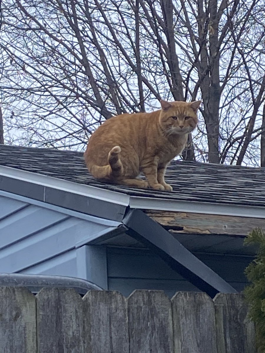 julianambee's tweet photo. shout out to the orange cat behind my apartment who keeps having kittens https://t.co/VwwCXGx68t