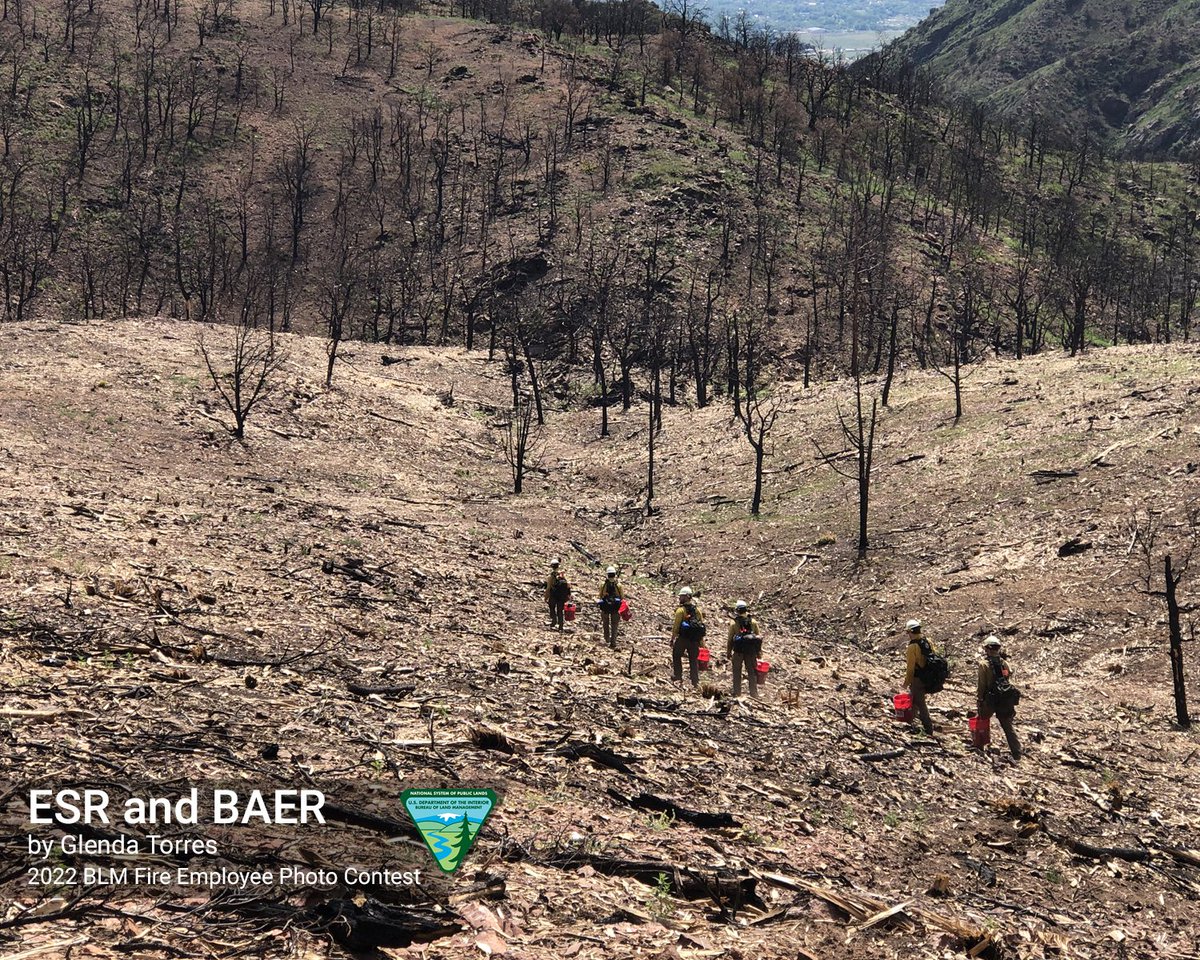 BLMFire's tweet photo. On the 4th day of our #12DaysofEmployeePhotography, we spotlight we spotlight Glenda Torres, @BLM_CO, for her photo of a seeding project after the #YMCAFire during #FireYear2022. Glenda's photo was the winning photo for the ESR/BAER category. #HappyHolidays https://t.co/uZNMX1bdhL