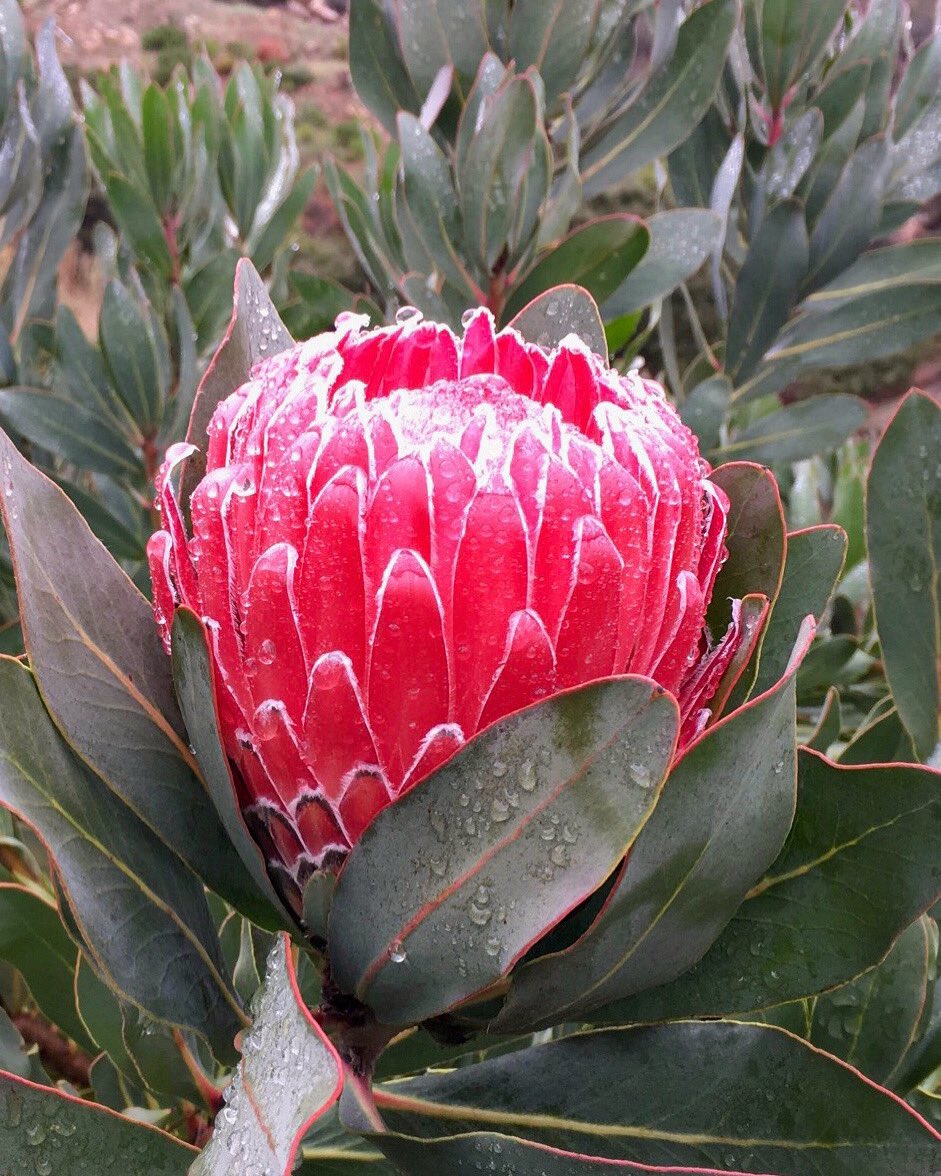 DianaR_Resendiz's tweet image. We happily braved a very chilly winter storm knowing the promise of more gorgeous proteas was on the way! 💦🌷🙏 #inspiredbynature #protea #ceres #grateful #thankfulforrain #flowerfarm #savoringtheseasons #cagrown
