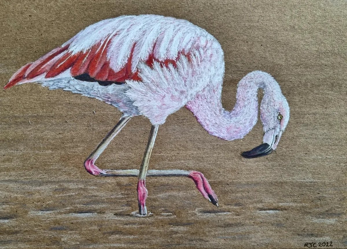 CamfieldBecky's tweet photo. Fabulous Flamingo.
A late birthday gift for a friend. A Chilean Flamingo.
White markers &amp; watercolour pencils.
Ref photo by Ivan G. Saito.

#Flamingo #birddrawing #traditionalart https://t.co/LrxP4TgGdk