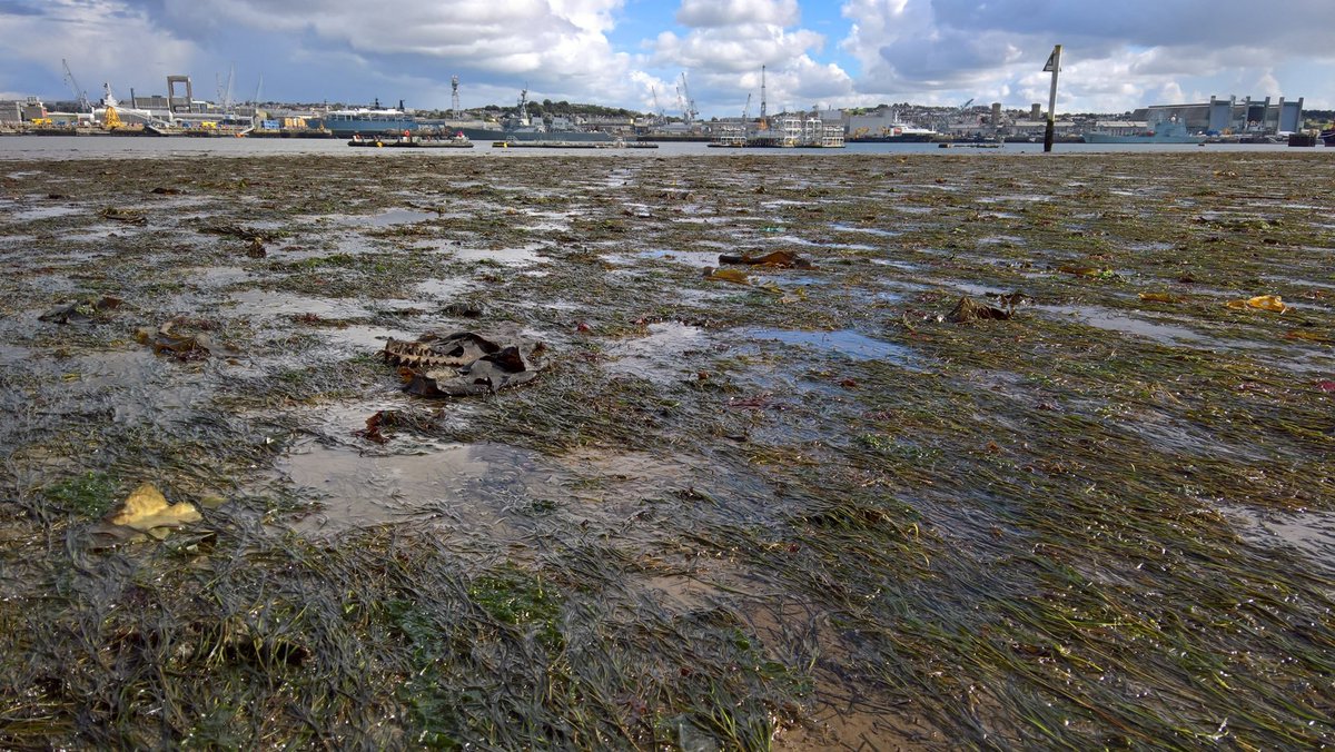 🚨Apply for a #PhD 🧑🏾‍🎓Link upstream #WaterQuality with downstream #CoastalHabitat restoration -#Seagrass, #Oysters, #Saltmarsh &amp; their #EcosystemServices through wholescape systems thinking across the land-sea interface.  <a href="/PlymUni/">University of Plymouth</a> <a href="/CDT_SuMMeR/">CDT SuMMeR</a>  Partnered with <a href="/TheCrownEstate/">The Crown Estate</a>