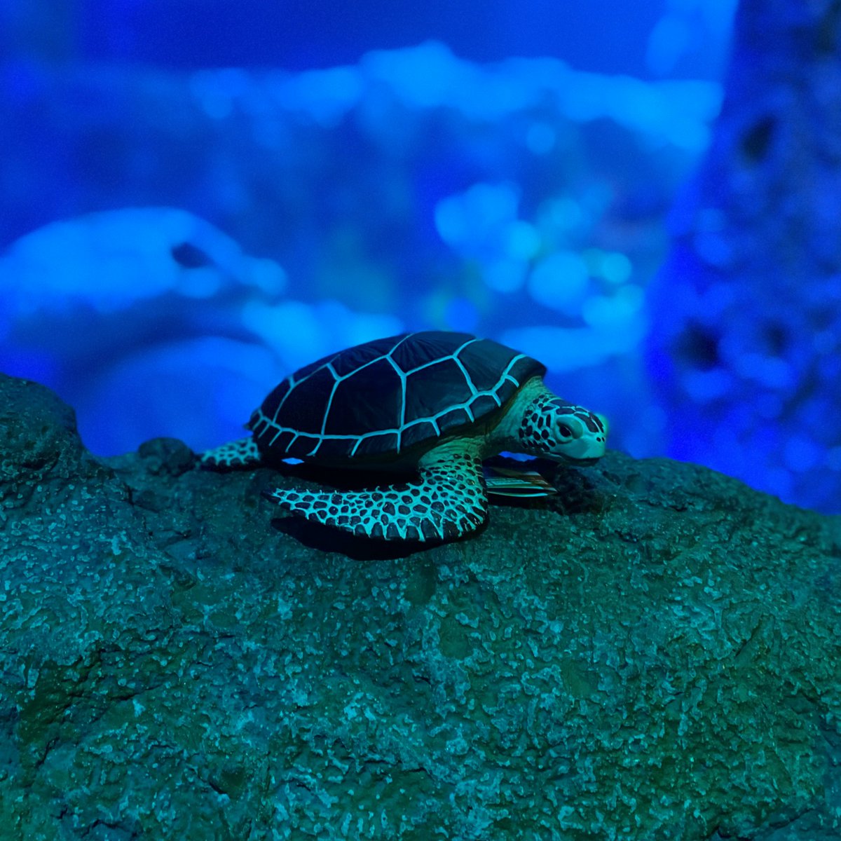 12 DAYS OF GIVEAWAYS – DAY 6

Do you love the Sea Turtle Rescue Center at SEA LIFE Grapevine?! Today you can win a duplicate of one of the rescue turtles to remember your time learning about our Sea Turtle Hospital! 

Go checkout todays giveaway over on Instagram @SEALIFEGrap ...