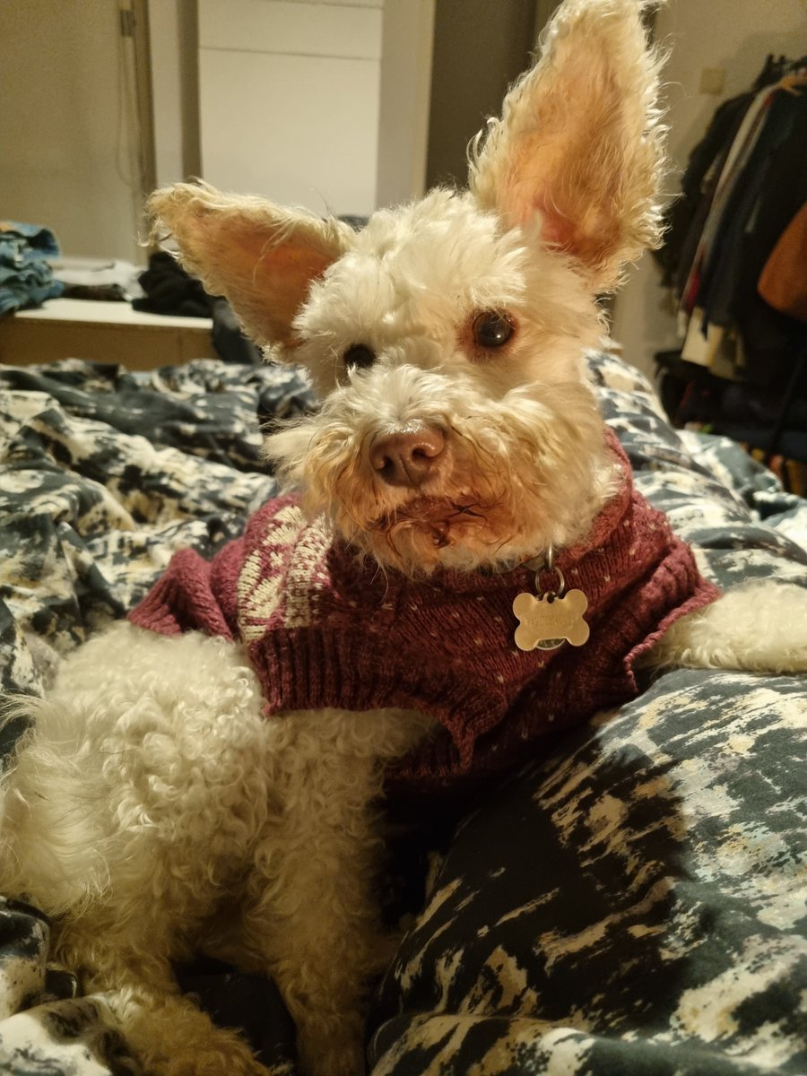 Keep this flouff in your thoughts. She's been to the vet 8 times this month and her liver is not doing so hot. Looking much better than her exhausted owner though.