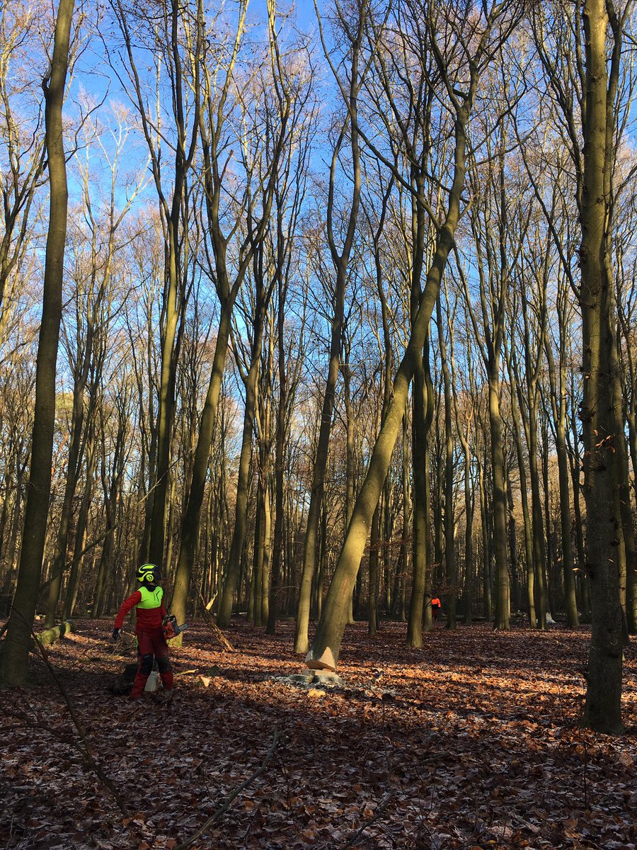 Peter30775782's tweet photo. Dagje bosbeheer met collega’s #Bikbergen #forest #duurzaambosbeheer #winter #nature #biodiversity @mooigooi https://t.co/MLI37wHKoH