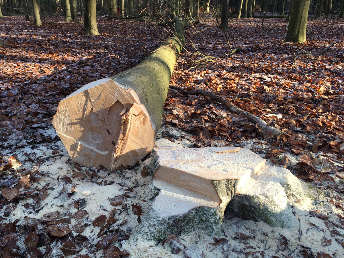 Peter30775782's tweet photo. Dagje bosbeheer met collega’s #Bikbergen #forest #duurzaambosbeheer #winter #nature #biodiversity @mooigooi https://t.co/MLI37wHKoH