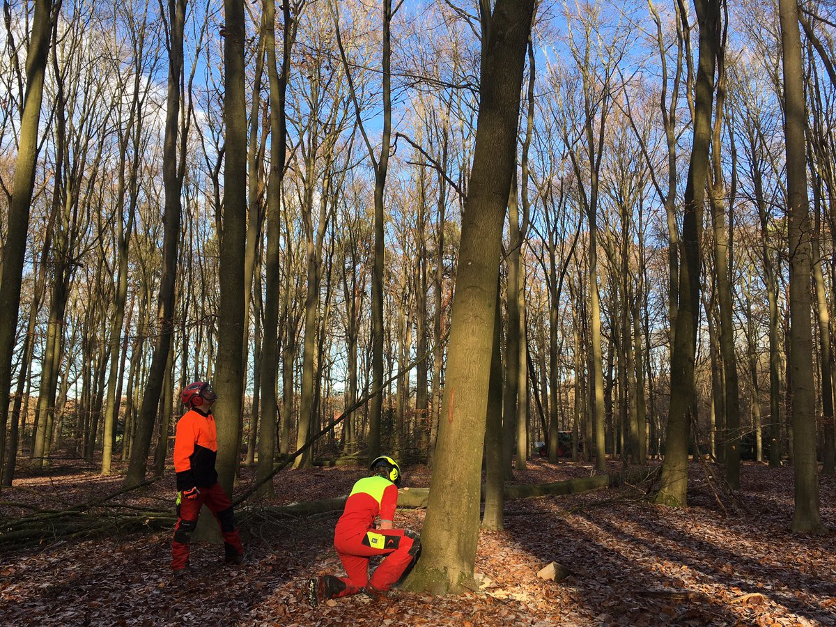 Peter30775782's tweet photo. Dagje bosbeheer met collega’s #Bikbergen #forest #duurzaambosbeheer #winter #nature #biodiversity @mooigooi https://t.co/MLI37wHKoH