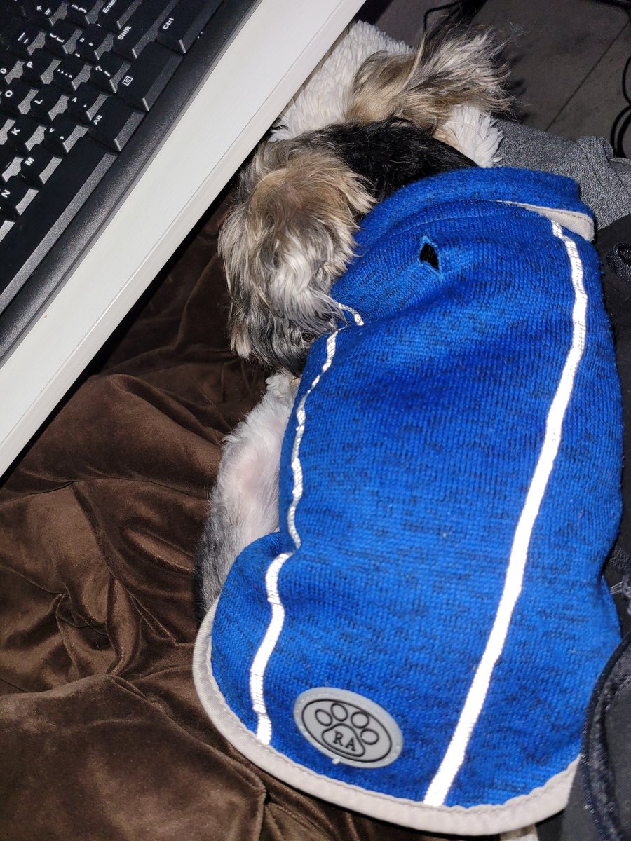 a_taylorauthor's tweet photo. Mommy, I know you need to work, but when you move, it interrupts my sleep. 🙈😆
#dogslife #dogsoftwitter #ilovemypet #mommasboy #naptime #happiness #happylife #hardlife #lovetosleep #whoneedstowork #mybaby #furbaby #dogmom https://t.co/Ervc90Tj8z