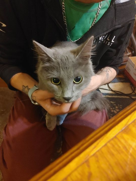 PetRecoveryYYC's tweet photo. FOUND grey dsh cat in #Altadore #CentralMemorialHighSchool Now at VCA Canada Calgary Animal Referral &amp; Emergency Centre, 7140 12 St SE, 403-520-8387. If claiming must bring picture id &amp; proof of ownership. Pls rt, share, help find family https://t.co/qTQyfAYwWG