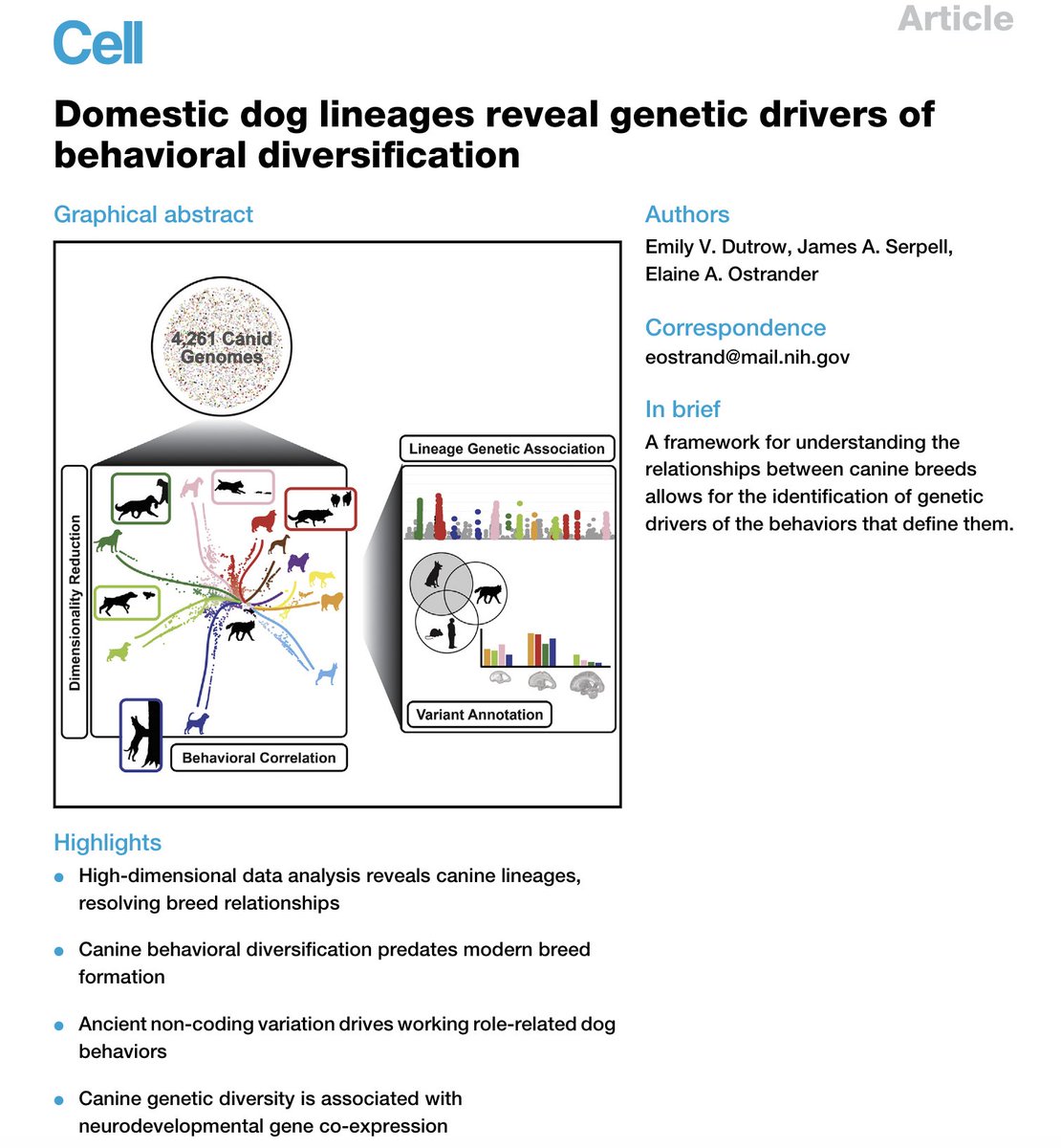 Exciting new canine behavioral genetics study out from my collaborators at NIH, Emily Dutrow and Elaine Ostrander:
doi.org/10.1016/j.cell…