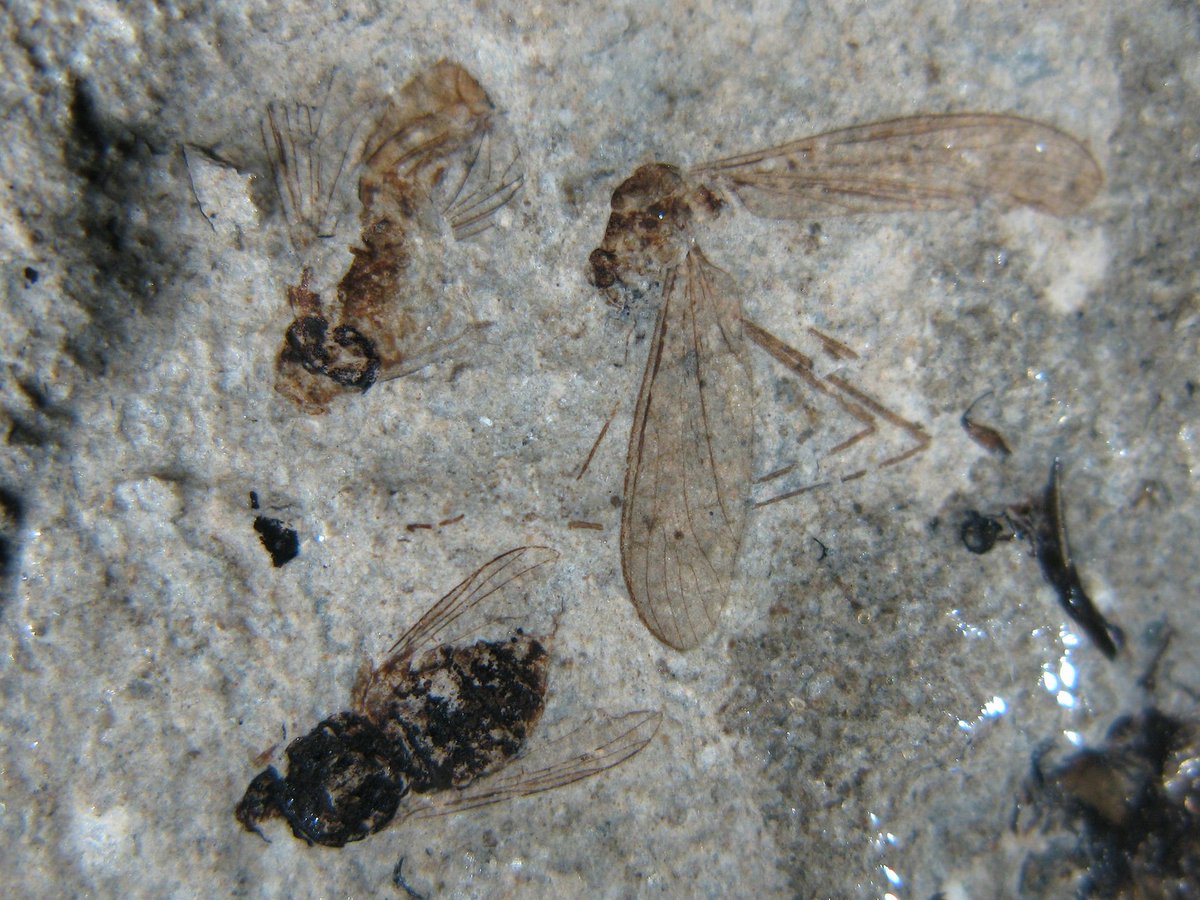 FossilBonanza's tweet photo. Mosquito fossils from the Eocene Fur Formation in Denmark.
#FurWeek #Paleontology https://t.co/QgNjImNfPW