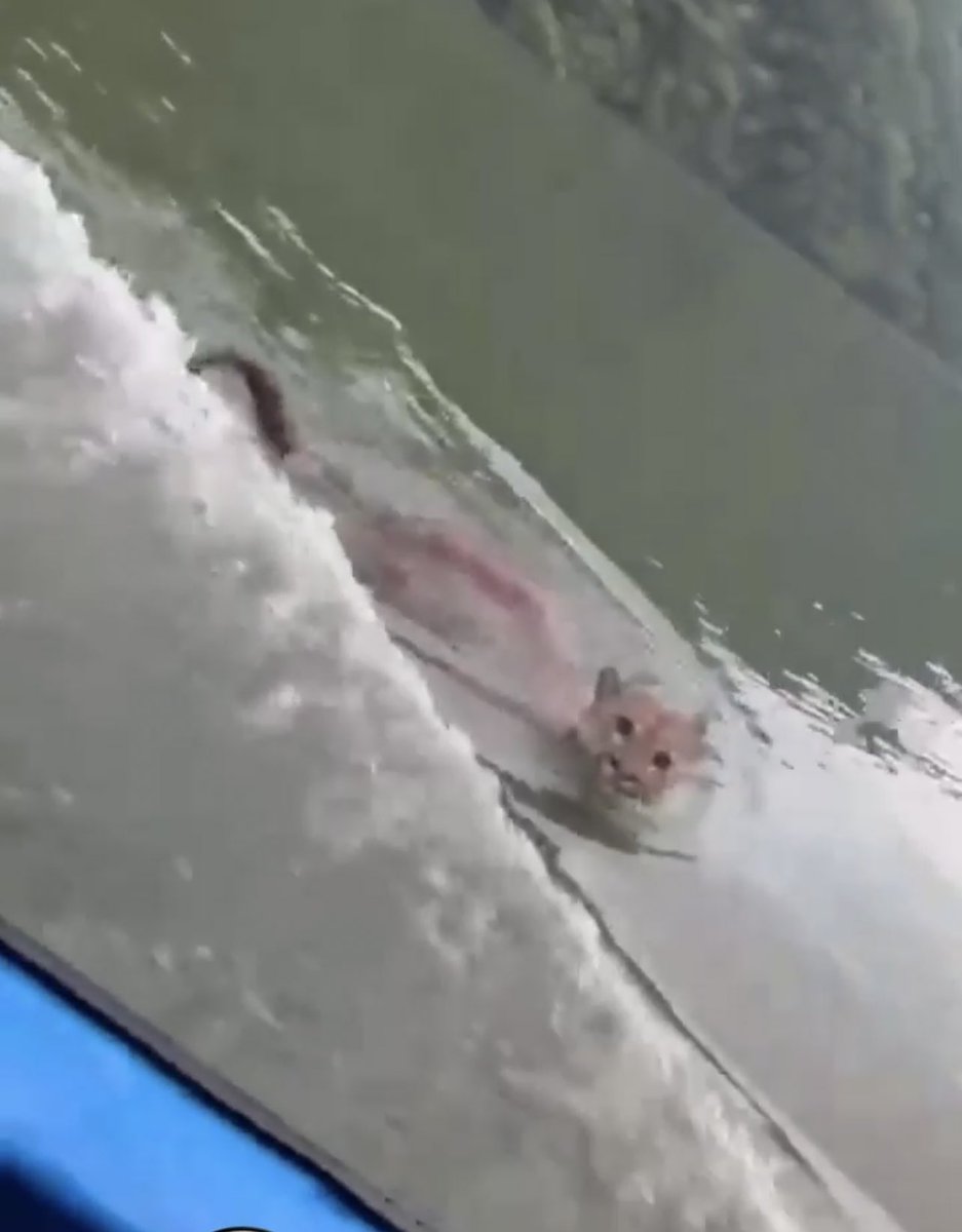 Respecto al avistamiento de un puma cruzando las aguas del Embalse queremos recomendar:
1 - Aunque en general la fauna silvestre presente en nuestro territorio huye ante la presencia de humanos, cualquier animal al sentirse hostigado o atacado, puede llegar a reaccionar (sigue)