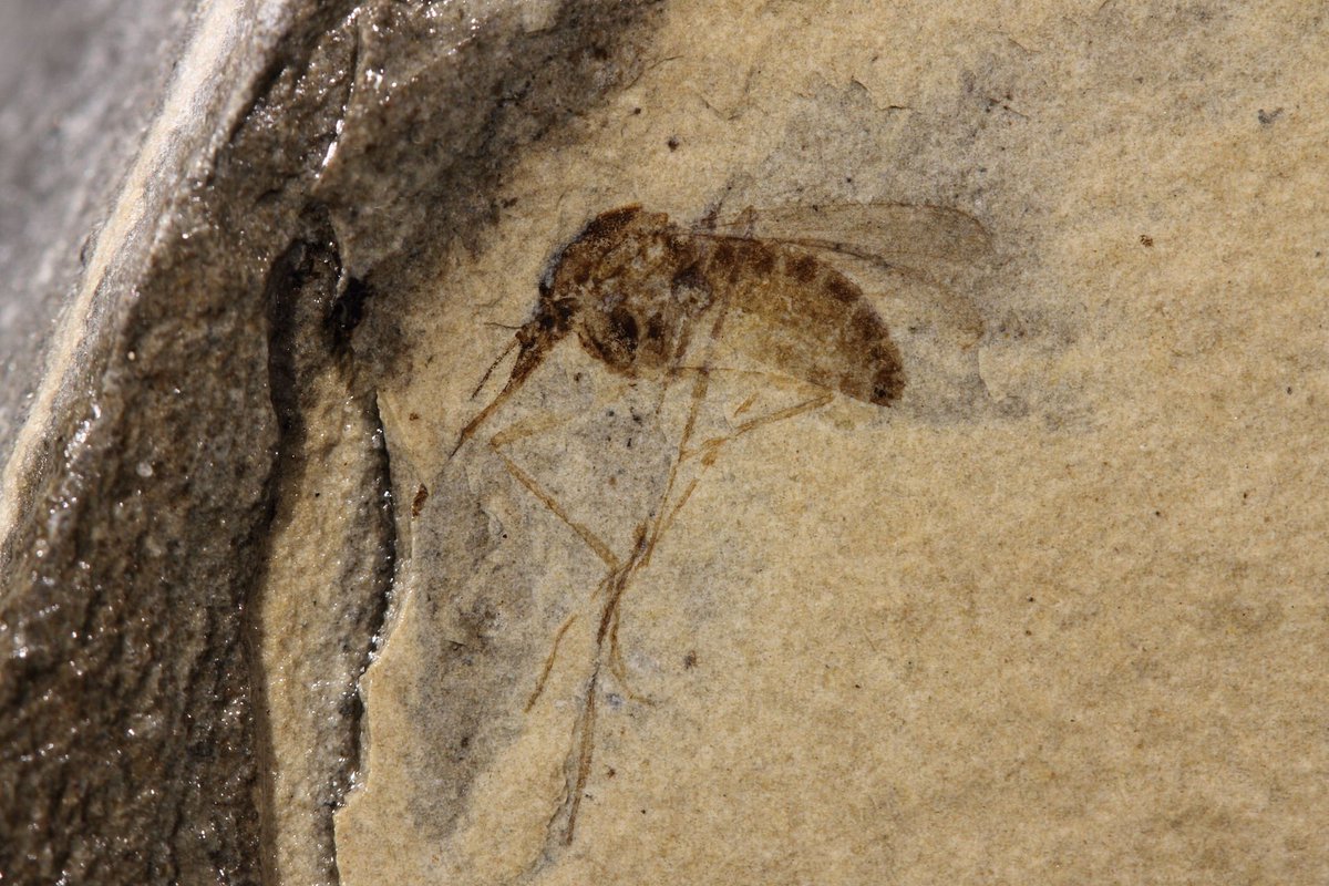 FossilBonanza's tweet photo. Mosquito fossils from the Eocene Fur Formation in Denmark.
#FurWeek #Paleontology https://t.co/QgNjImNfPW