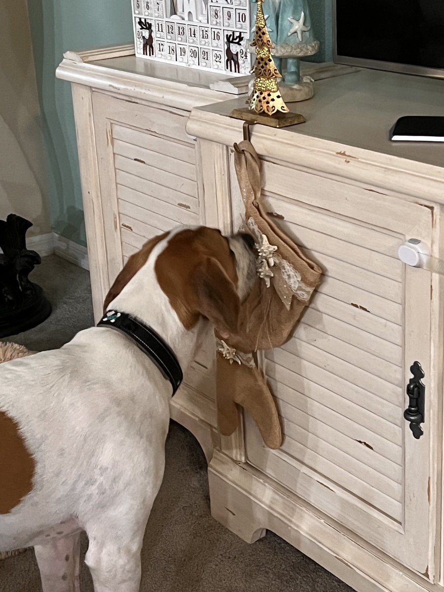 Alfie (Fatty) Polly (Pedrina) Pupturds on Twitter "How long will the