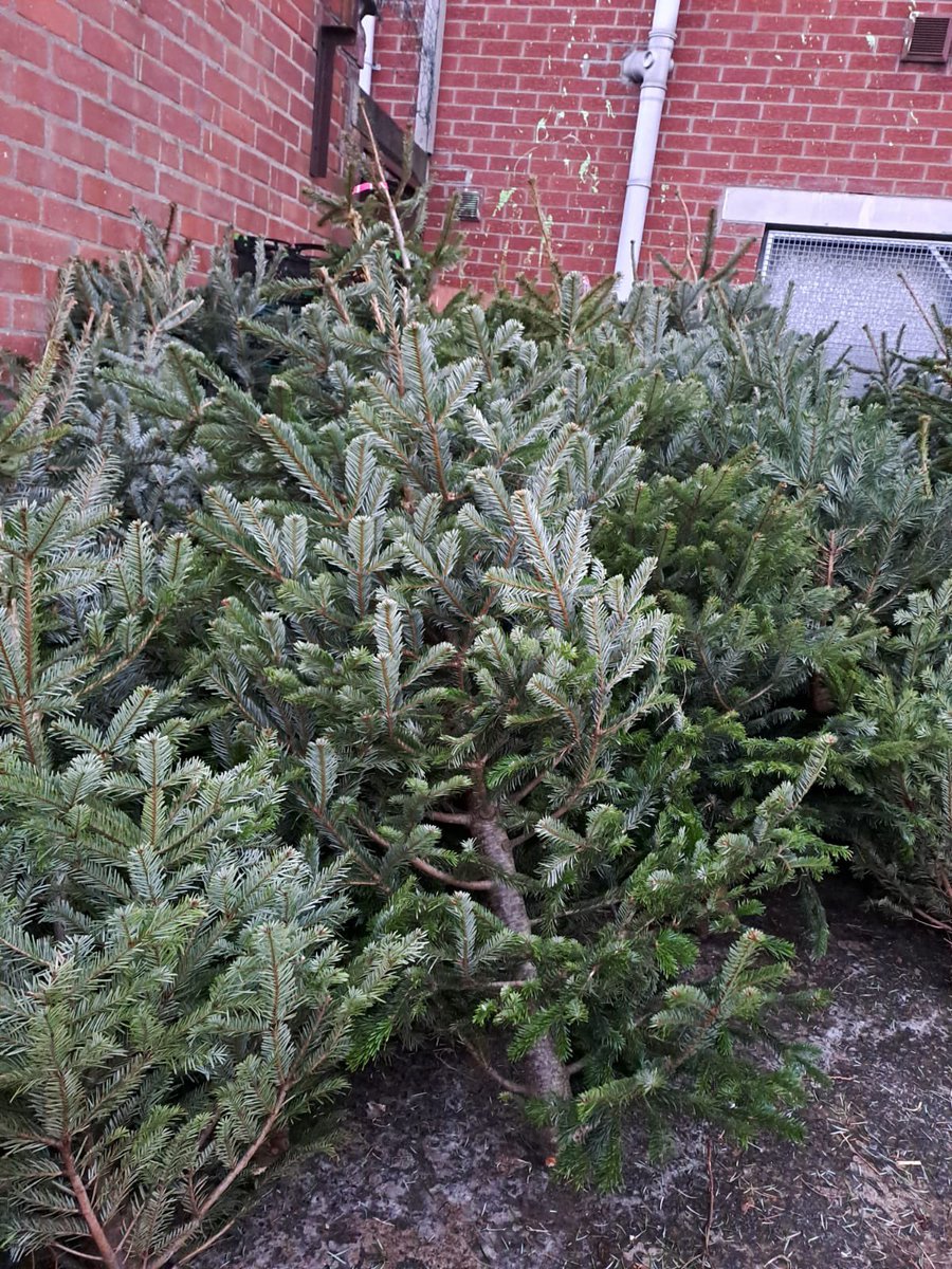 We have a delivery of Christmas Trees, if you know a family or anyone who needs one get in contact with the team on 07840853089