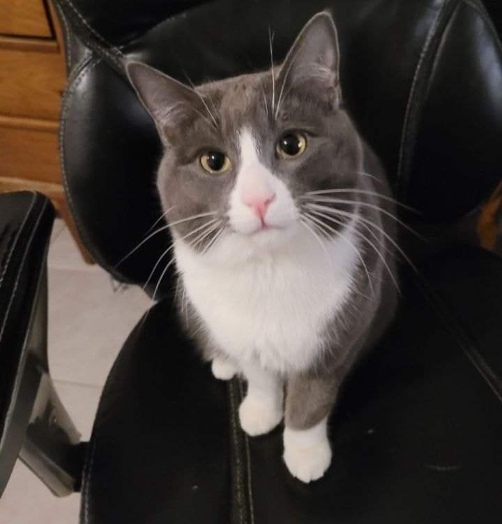 CatRelief's tweet photo. Seamus is absolutely DUMBSTRUCK that he is STILL waiting for his furever home! 'Shameless Seamus' is a rambunctious 1.5 year old boy...
https://t.co/wFcslBaxUb
#GuildwoodCatRelief #CatRescue #AdoptDontShop #CatsOfInstagram #CatsOfTwitter #ScarbTO #Guildwood #Cats https://t.co/UbM1edgmVd
