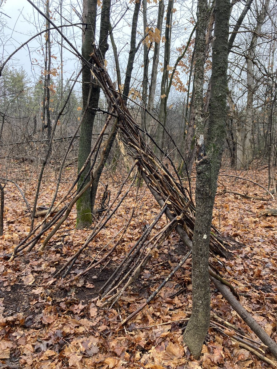 MmeGillian's tweet photo. What a difference a week makes! Our 🦫 and 🦦 A-frame debris shelter is coming along very nicely! 

@ShingwakonsPS @OCDSBoec 
@kmheckman4 @fgnazeda https://t.co/Z64tTlap99