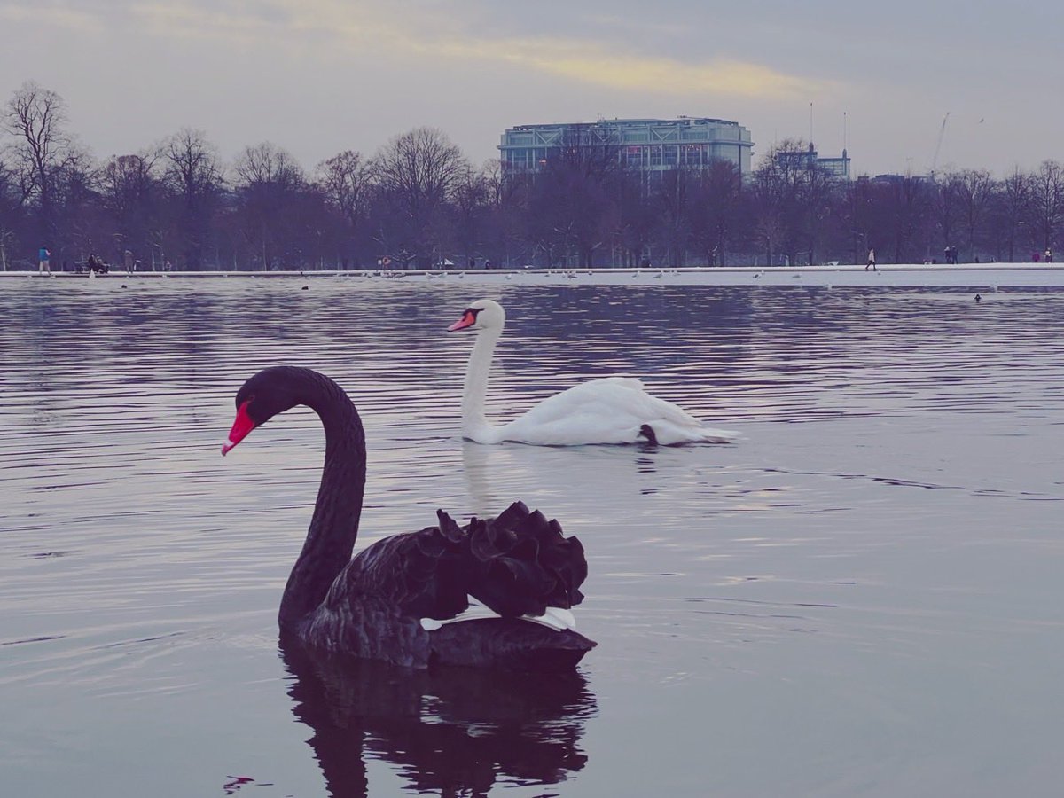 Swan-off! #iPhonePhotography #iPhoneography #photography